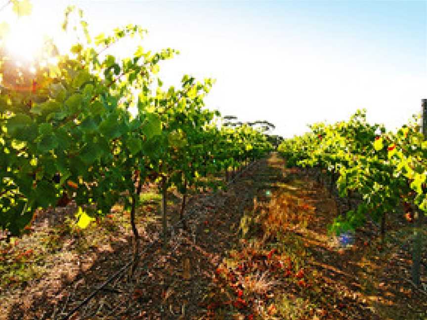 Gardner's Vineyard, North Shields, South Australia