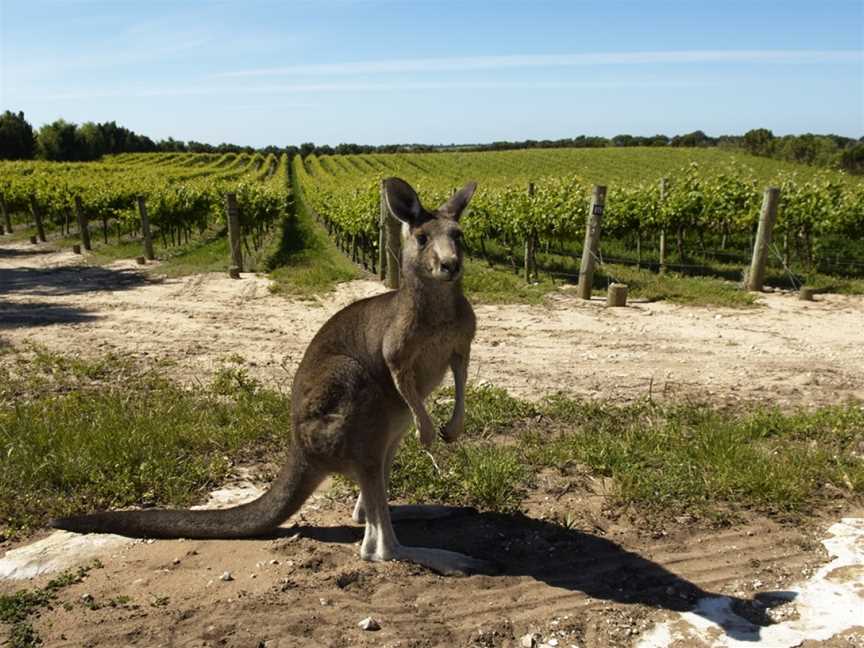 Governor Robe Estate, Wineries in Robe