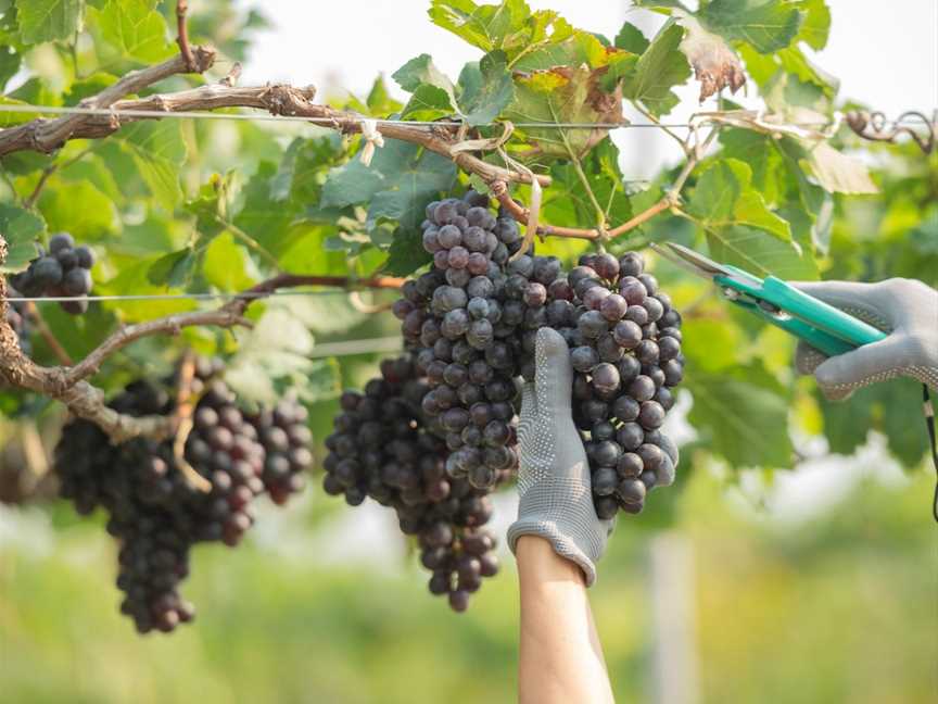 Grancari Estate Wines, Onkaparinga Hills, South Australia