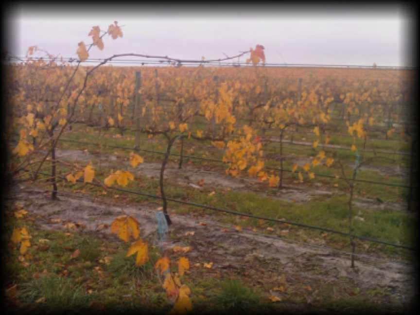 Hundred of Comaum, Coonawarra, South Australia