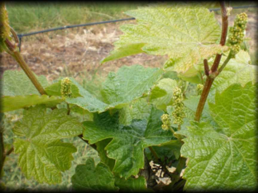 Hundred of Comaum, Coonawarra, South Australia