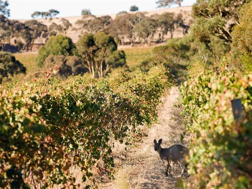 Jim Barry Wines, Clare, South Australia