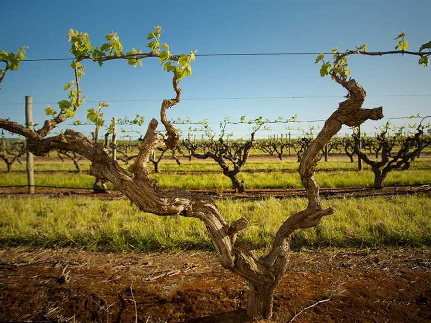 Kaesler Wines, Nuriootpa, South Australia