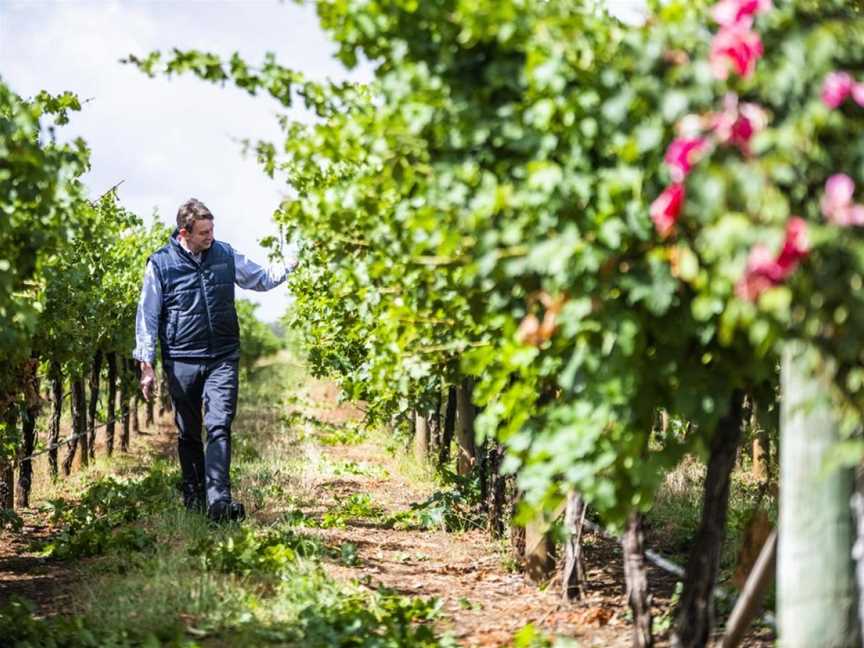 Leconfield, Wineries in Coonawarra