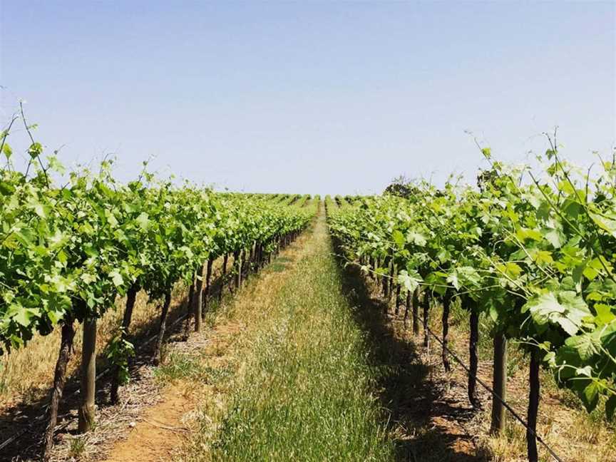 Lienert Vineyards, Tanunda, South Australia