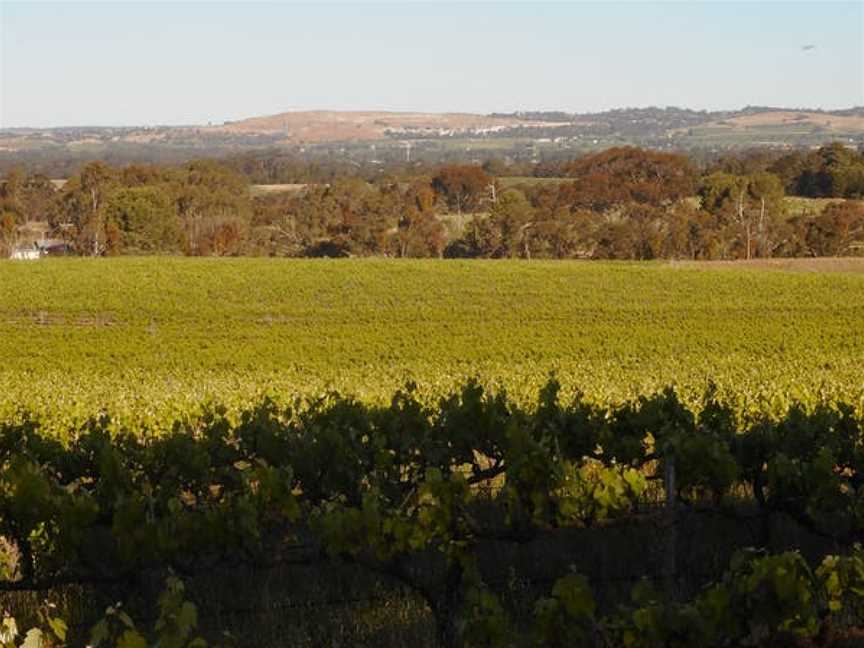 Moppa Hills Vineyard, Wineries in Nuriootpa