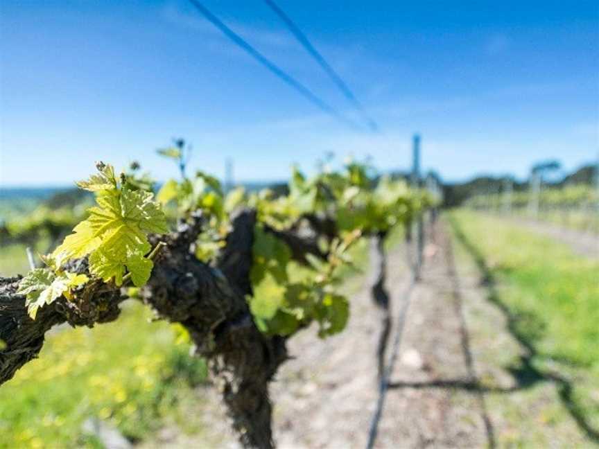 Mountadam Vineyards, Eden Valley, South Australia