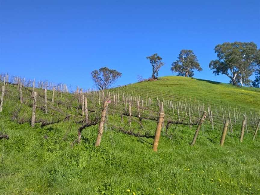 Mt Bera Vineyards, Gumeracha, South Australia