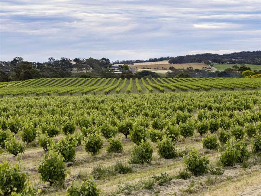 Murray Street Vineyards, Greenock, South Australia