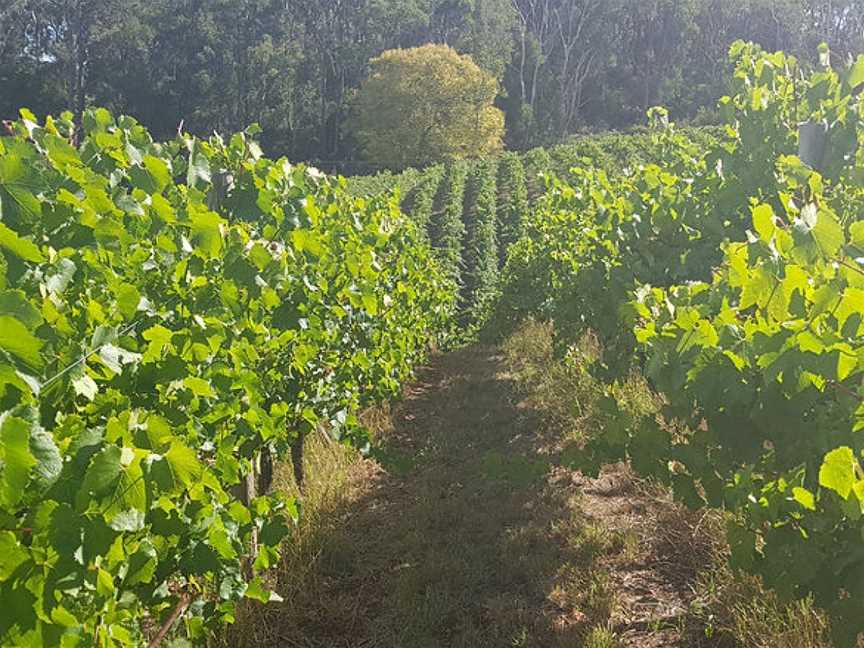 Precious Little Wine, Tooperang, South Australia