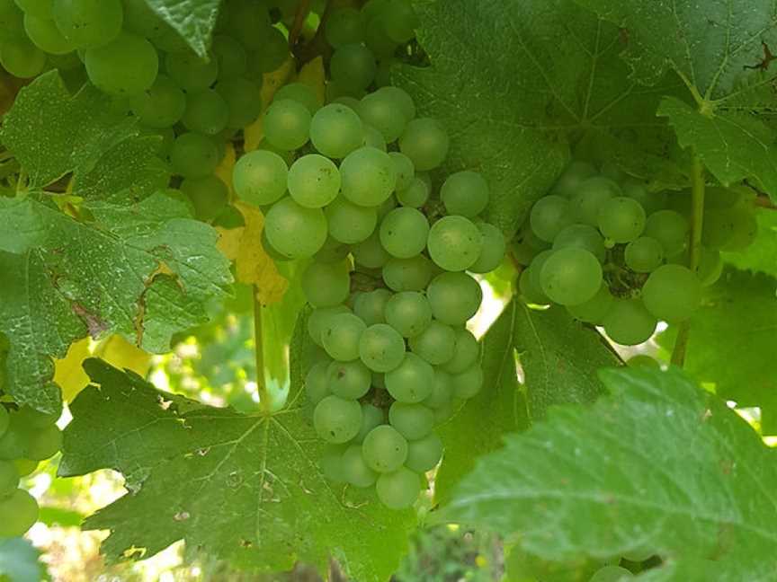 Precious Little Wine, Tooperang, South Australia