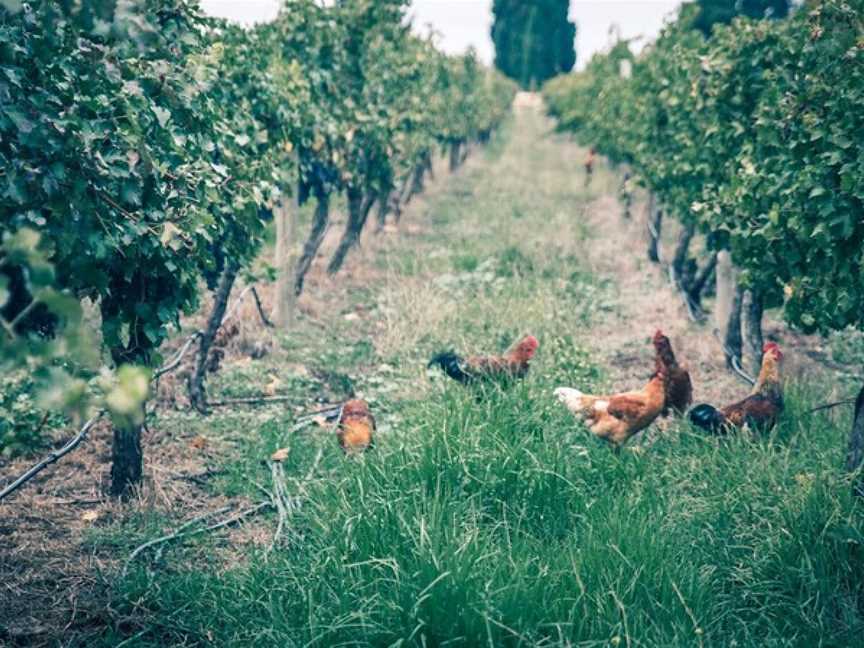 Raidis Estate, Penola, South Australia