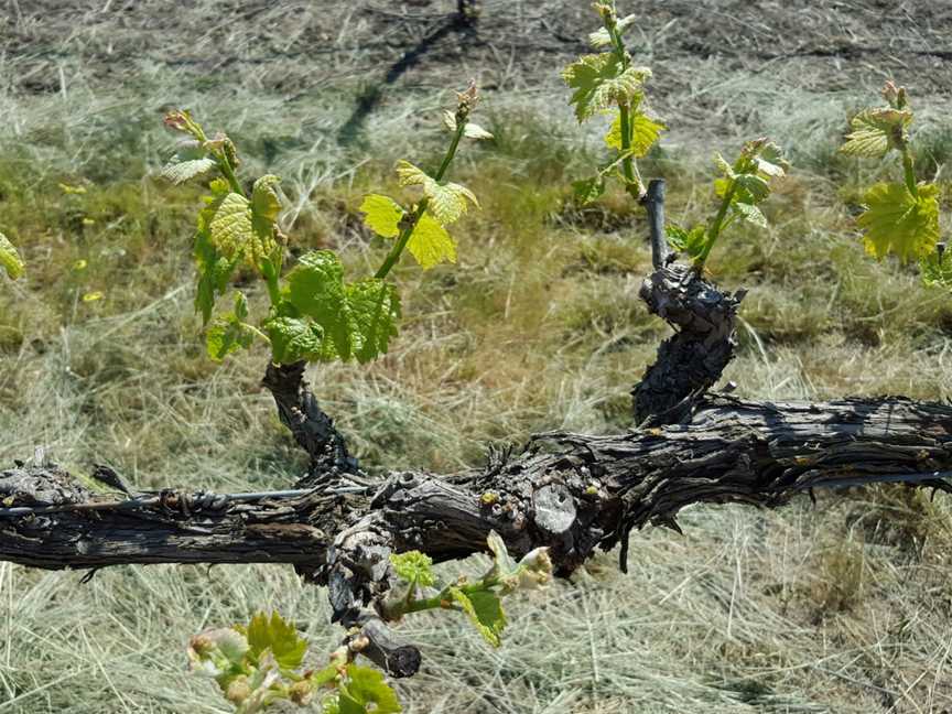 Rojomoma, Nuriootpa, South Australia