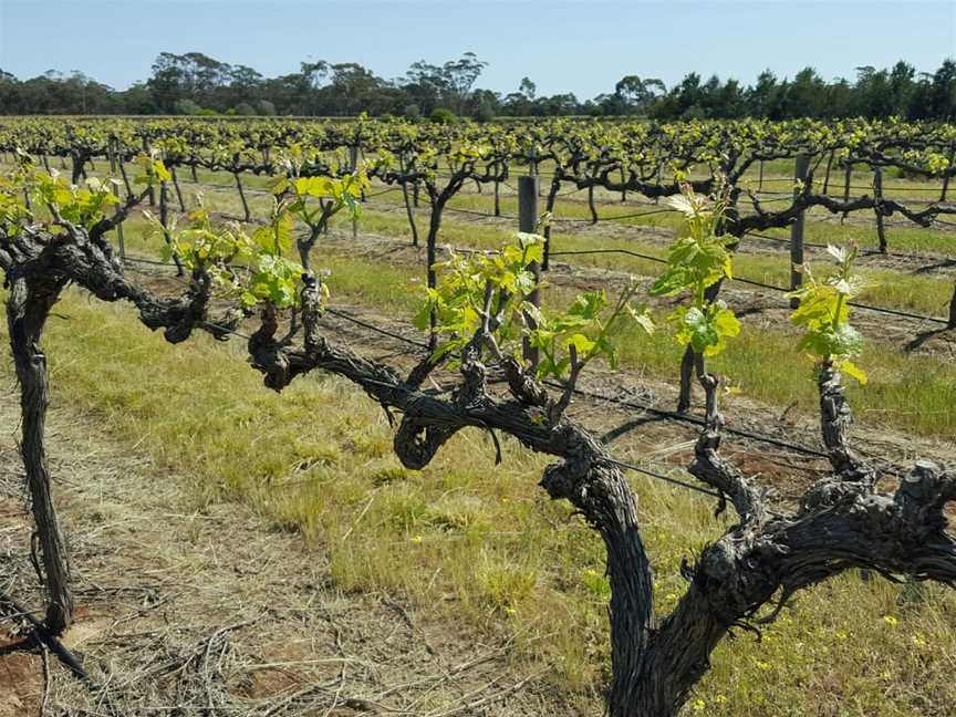 Rojomoma, Wineries in Nuriootpa