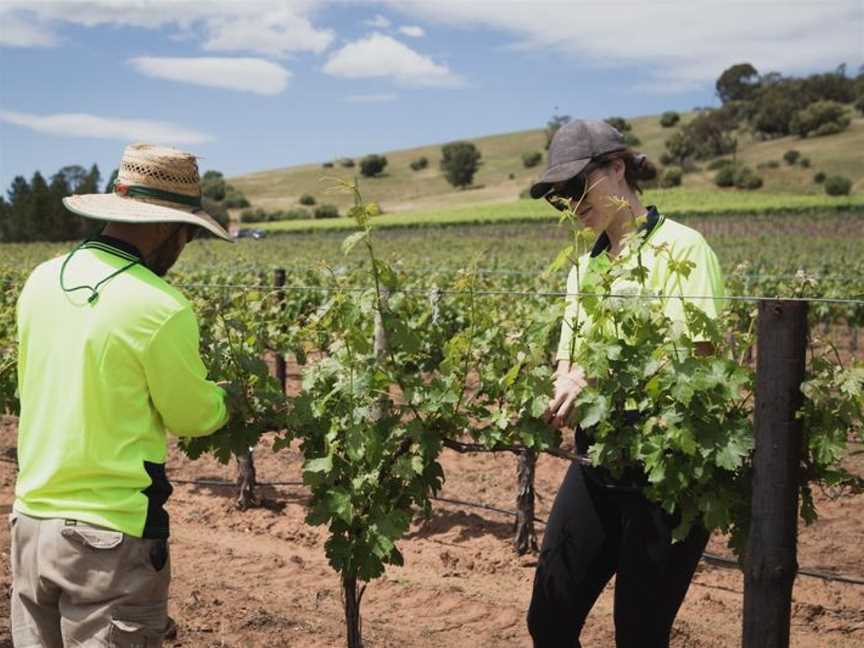 Schild Estate Wines, Lyndoch, South Australia