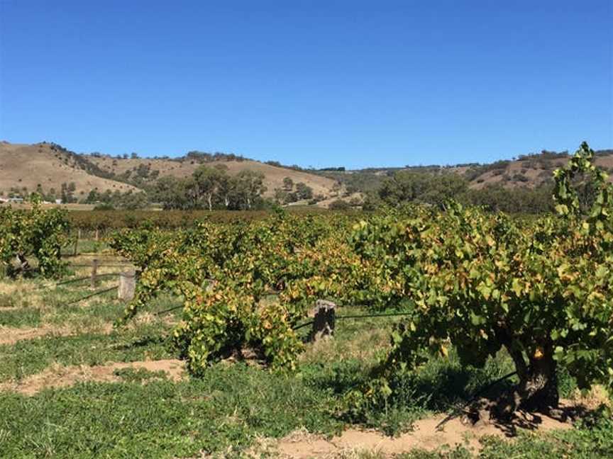 Schwarz Wine Co, Wineries in Tanunda