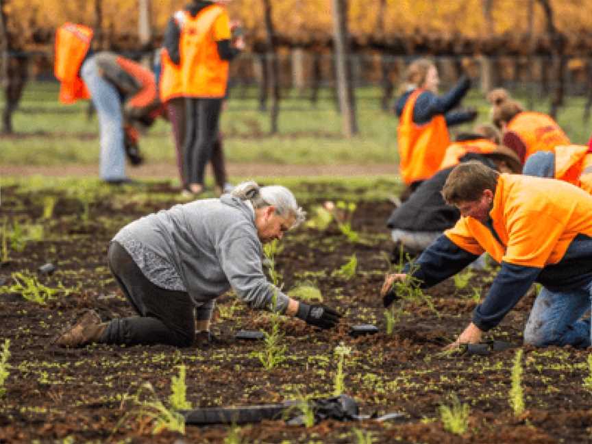 Shingleback, Wineries in McLaren Vale