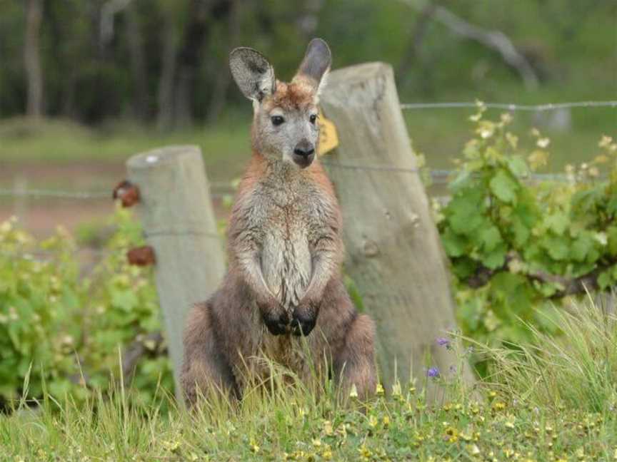 Skillogalee, Sevenhill, South Australia