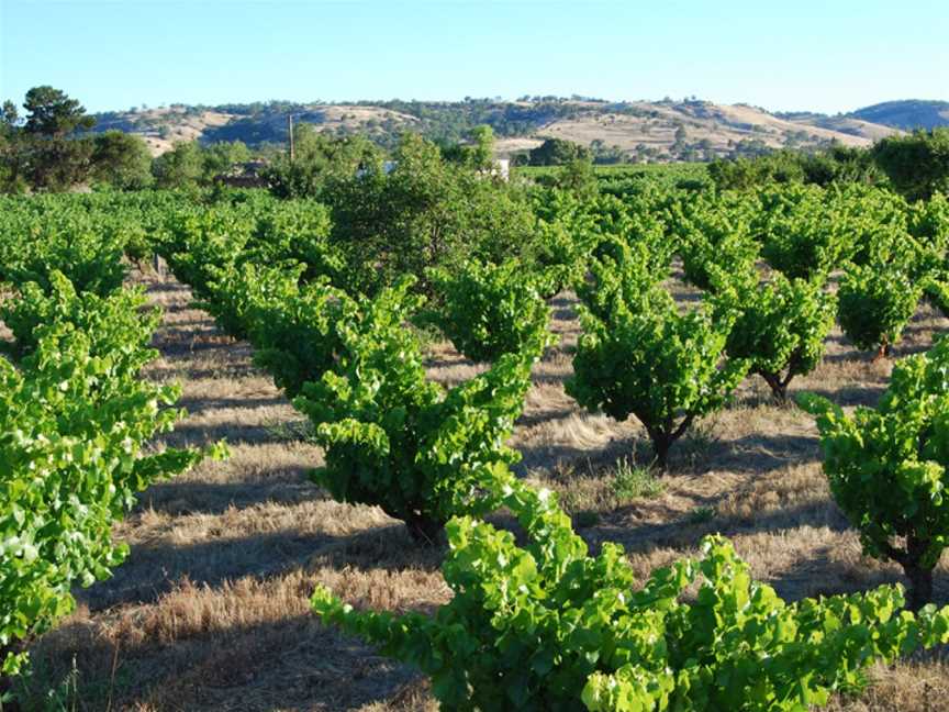 Smallfry Wines, Wineries in Angaston