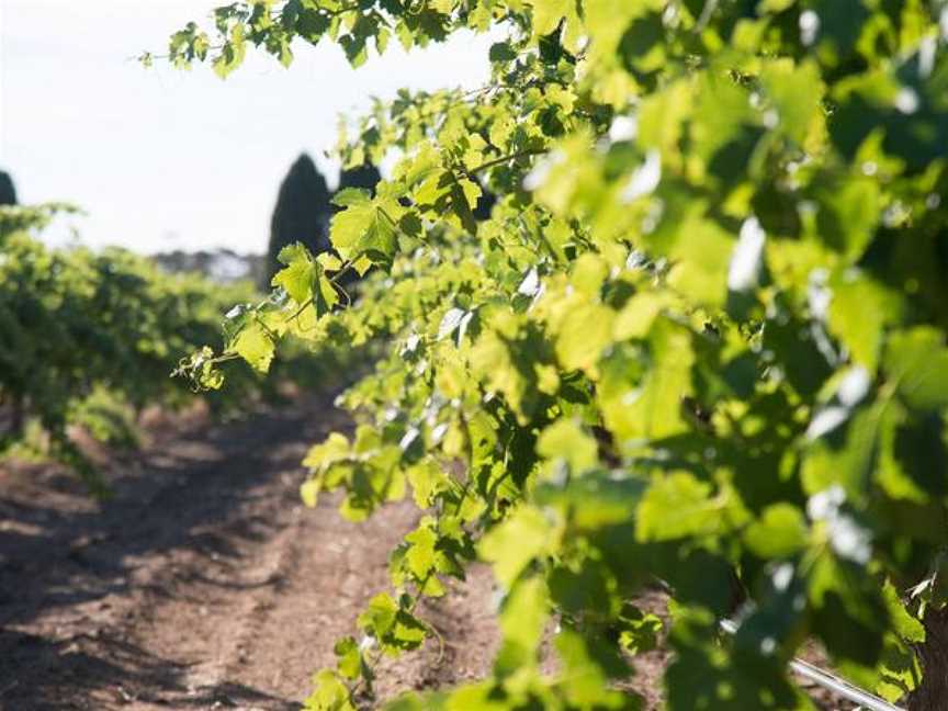 Sorby Adams Wines, Wineries in Angaston