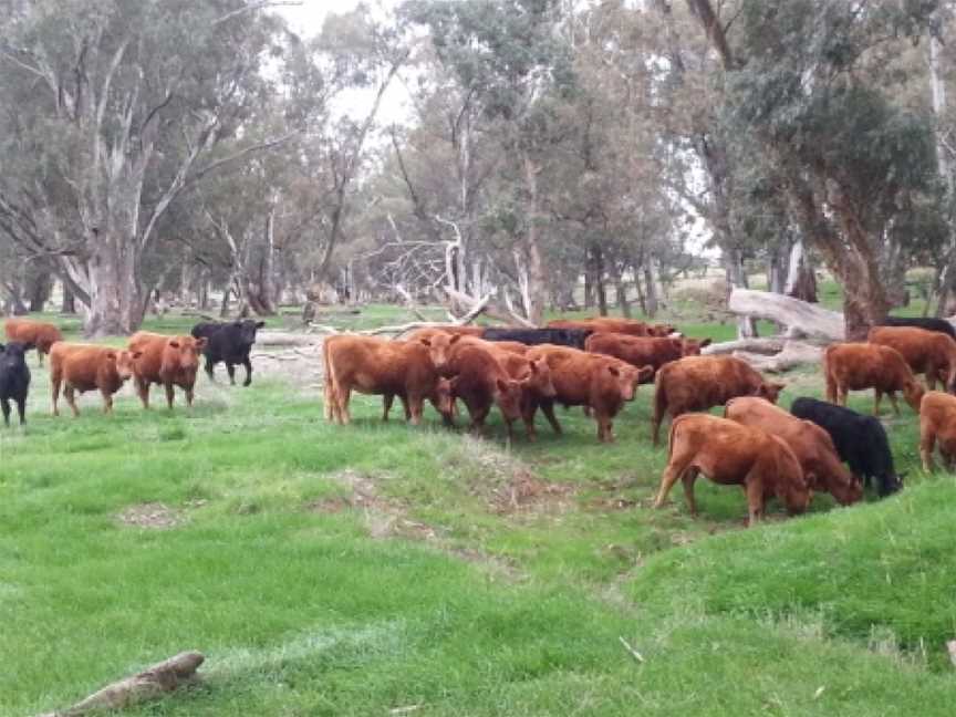 Sussex Squire Wines, Gillentown, South Australia