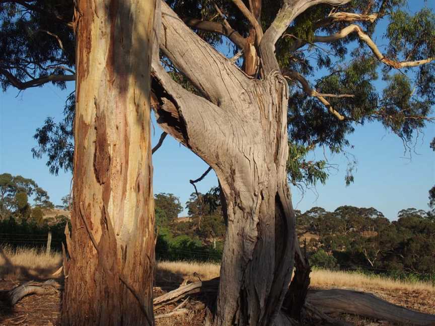 Talbots Block Wines, Sevenhill, South Australia