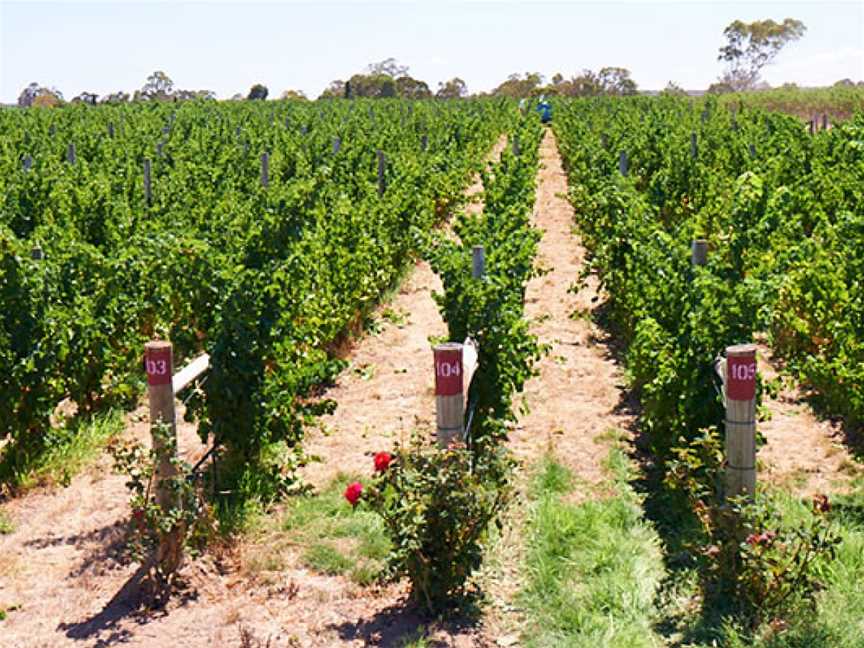 Terre à Terre, Piccadilly, South Australia