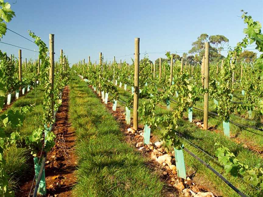 Terre à Terre, Wineries in Piccadilly