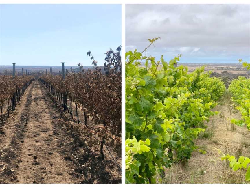 The Islander Estate Vineyards, Cygnet River, South Australia