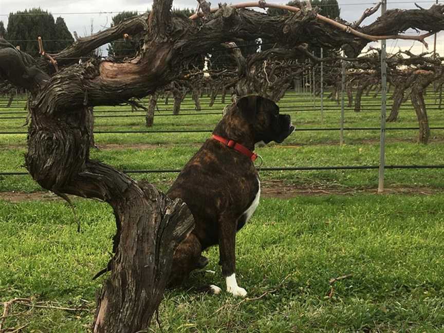 The Willows Vineyard, Light Pass, South Australia