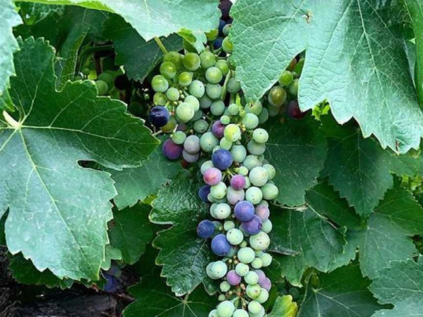 The Willows Vineyard, Light Pass, South Australia