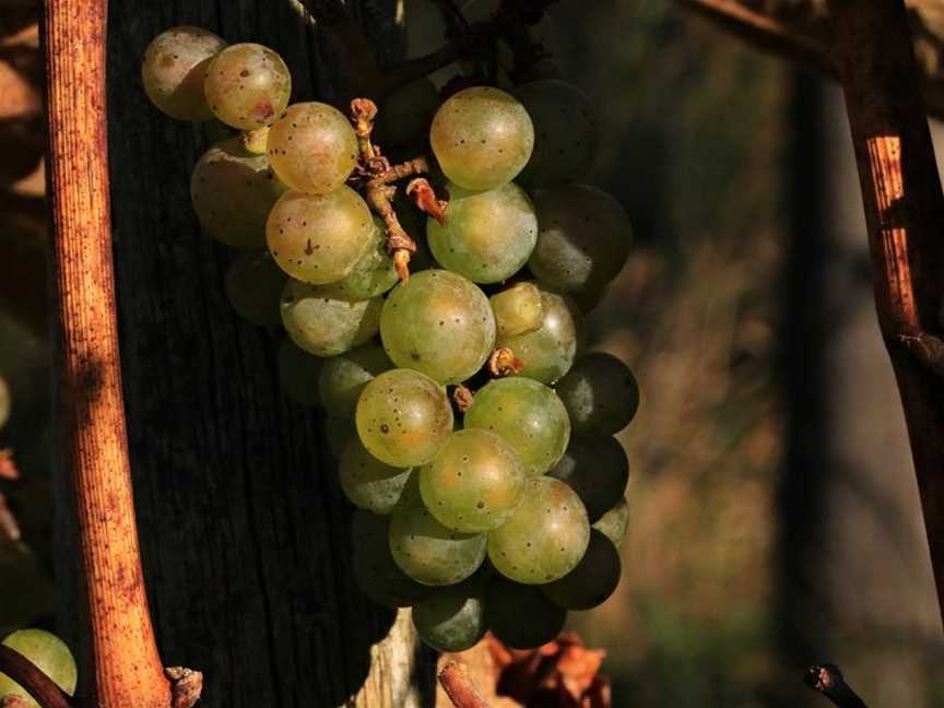 Thorn-Clarke Wines, Angaston, South Australia