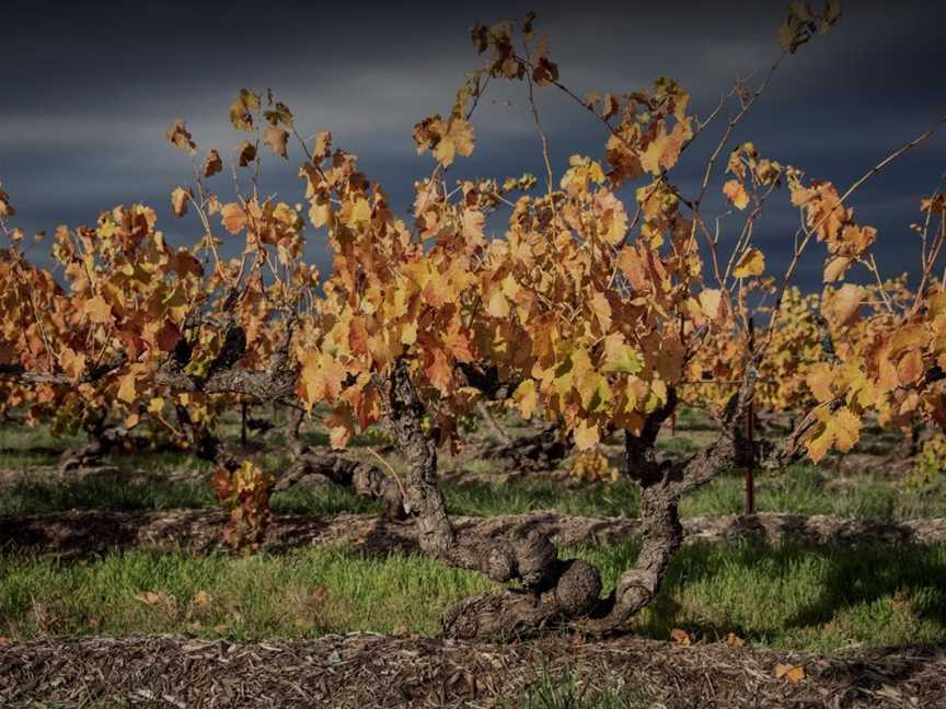 Turkey Flat, Tanunda, South Australia