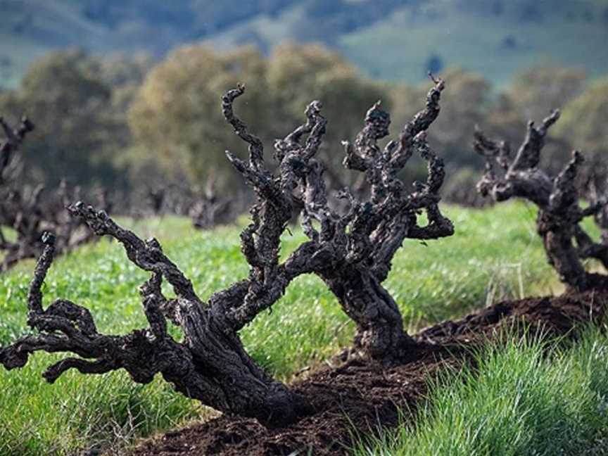 Turkey Flat, Tanunda, South Australia