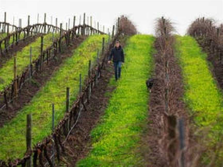 Whistler Wines, Wineries in Stone Well