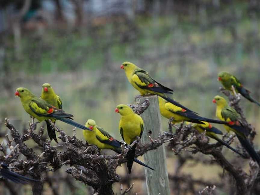 Whistling Kite Wines, New Residence, South Australia