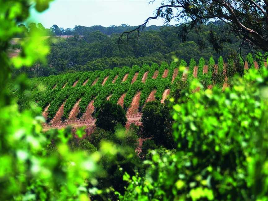 Wines by Geoff Hardy, Kuitpo, South Australia