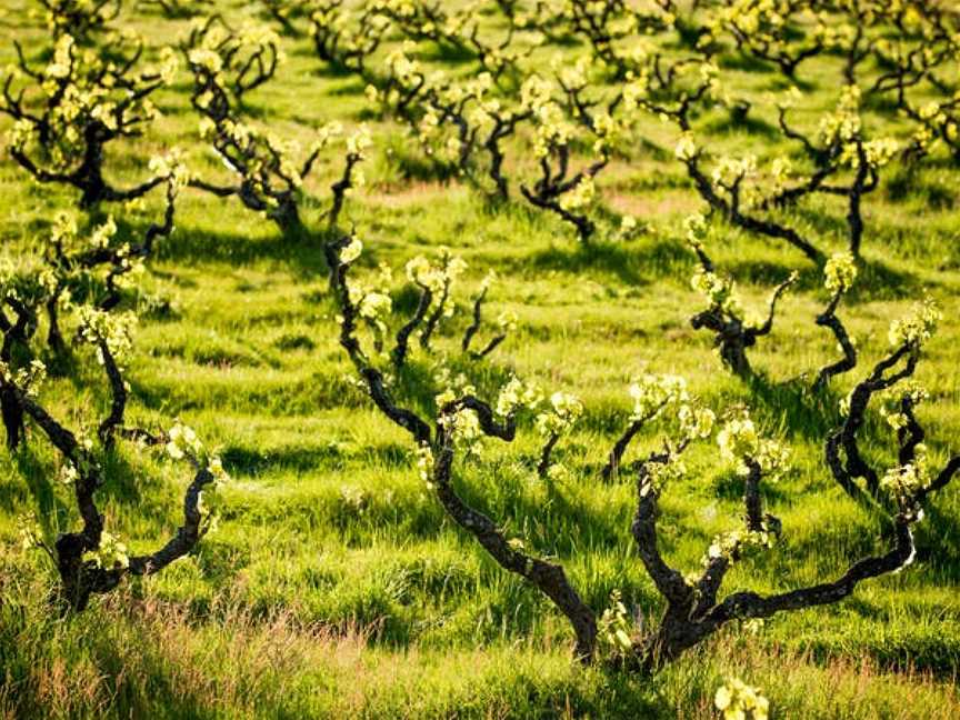 Yangarra Estate Vineyard, Kangarilla, South Australia