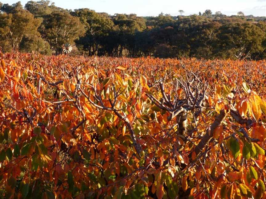 Ballinaclash Wines, Wineries in Young