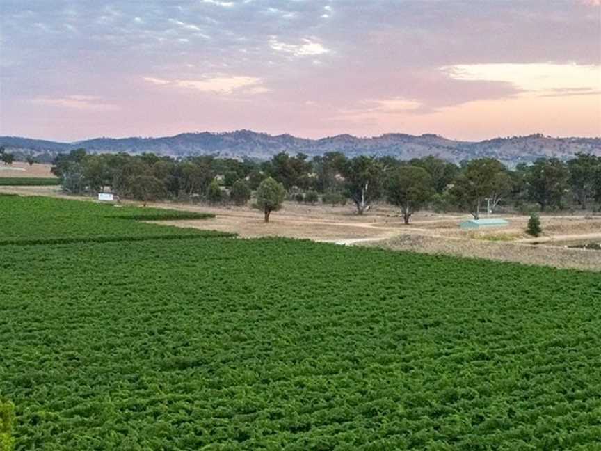 Bunnamagoo Estate, Wineries in Mudgee