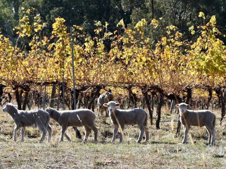 Cargo Road Wines, Orange, New South Wales