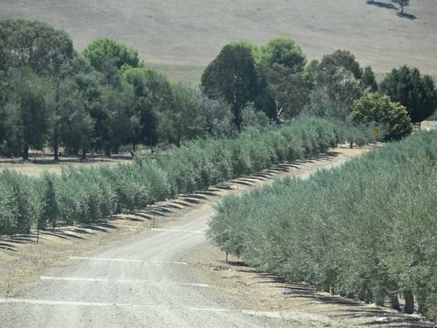 Cottontail Wines, Wagga Wagga, New South Wales