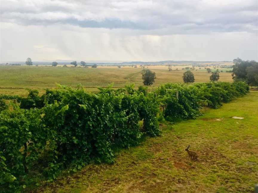 Cottontail Wines, Wineries in Wagga Wagga