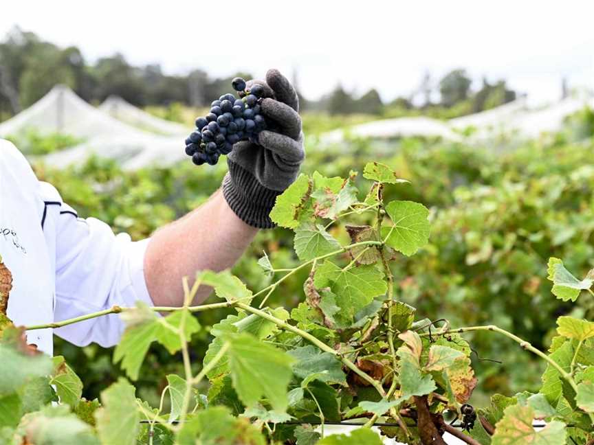 de Capel Wines, Lovedale, New South Wales