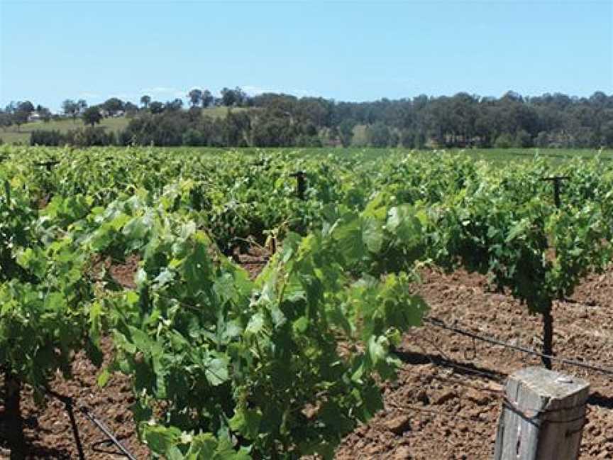 Drayton's Family Wines, Wineries in Pokolbin