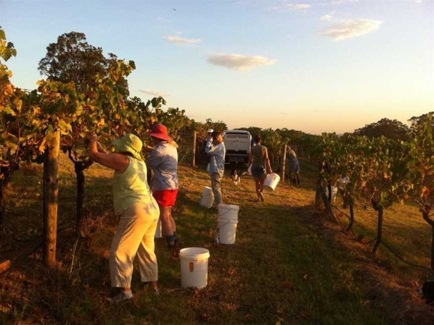 Elbourne Wines, Pokolbin, New South Wales