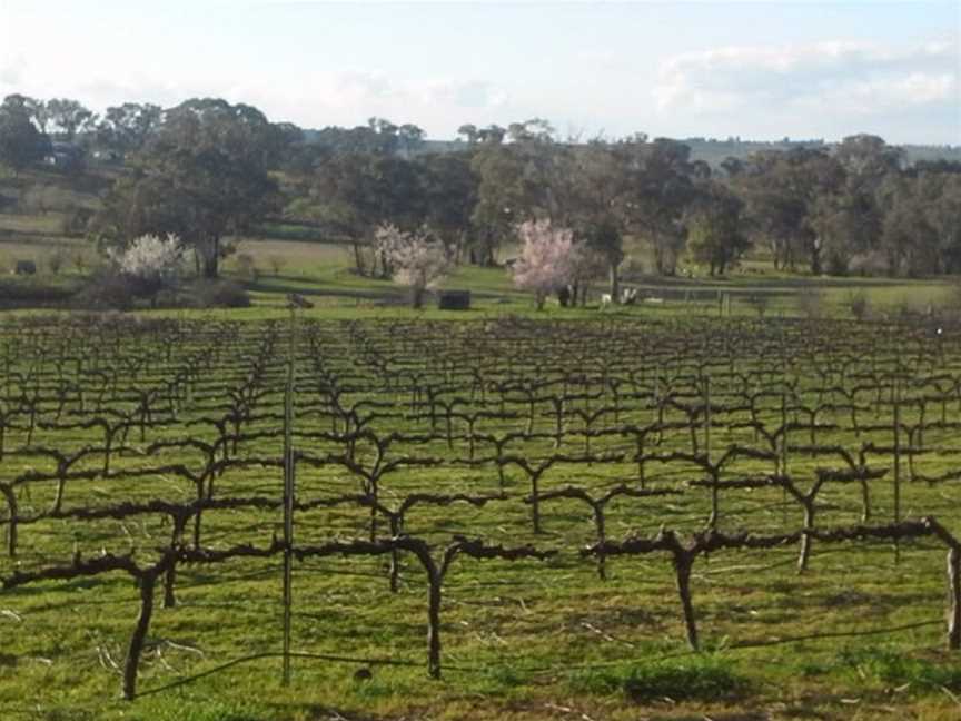 Lockwood Vineyard, Young, New South Wales