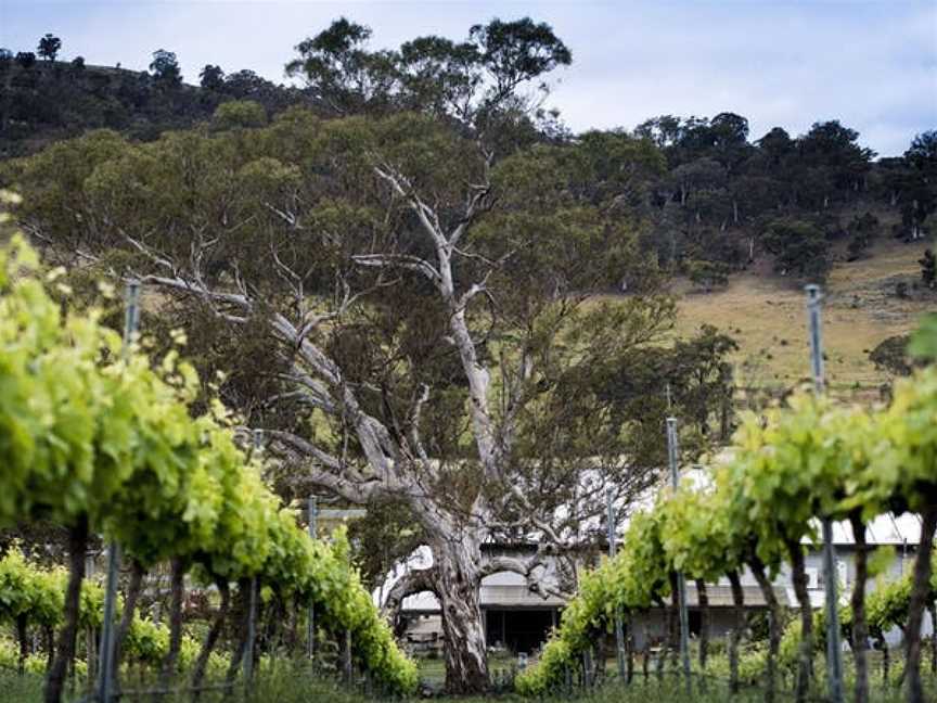 Mount Majura Vineyard, Majura, New South Wales