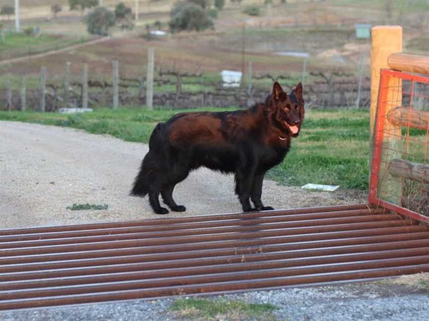 Naked Lady Wines, Rylstone, New South Wales