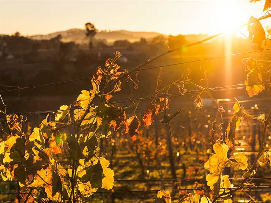 Nick O'Leary Wines, Wallaroo, New South Wales